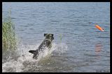 Labrador.jpg image by mLi_89